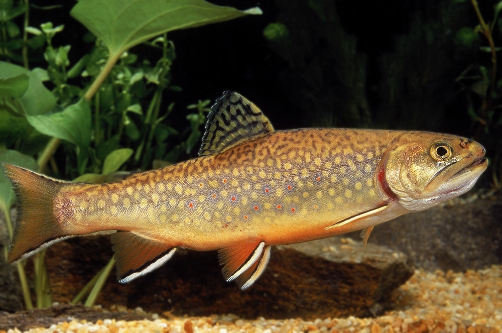 image of a brook trout swimming underwater