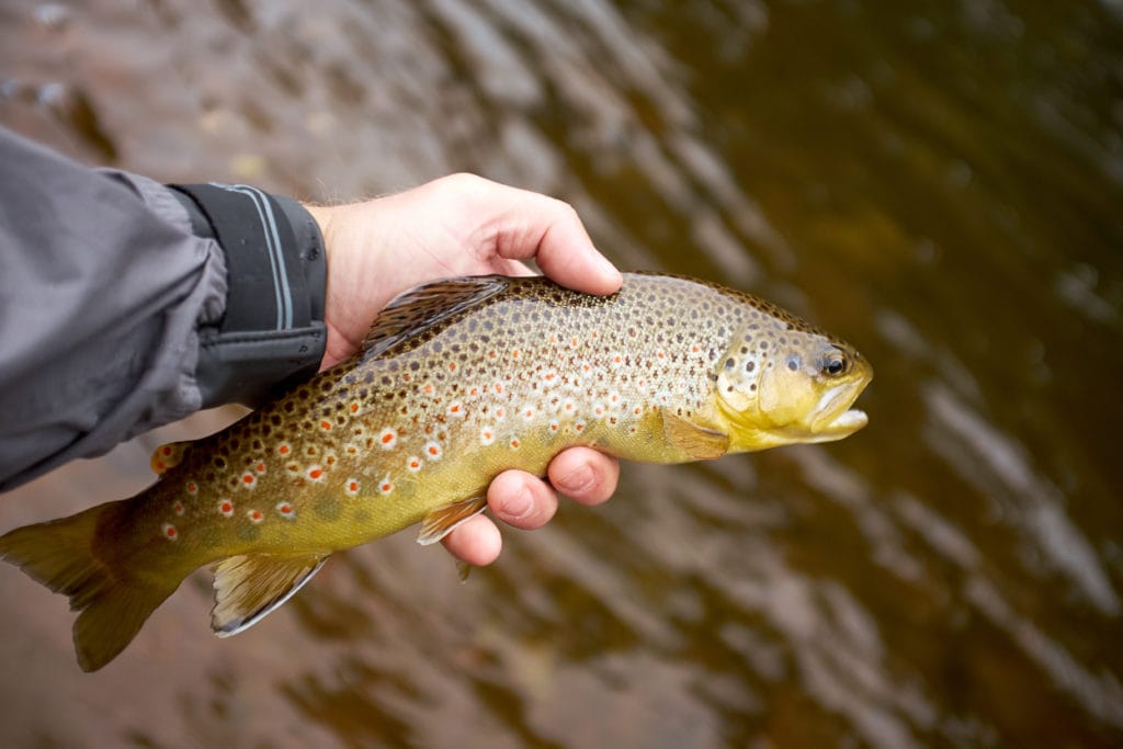 a fisherman holding a brown trout in hand showing a bright red and black spots