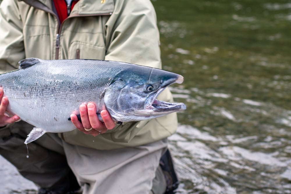a fisherman holding a caught coho salmon in hand