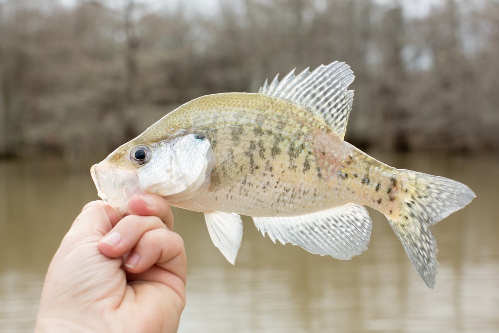 image of a crappie fish held by hand  by the lake
