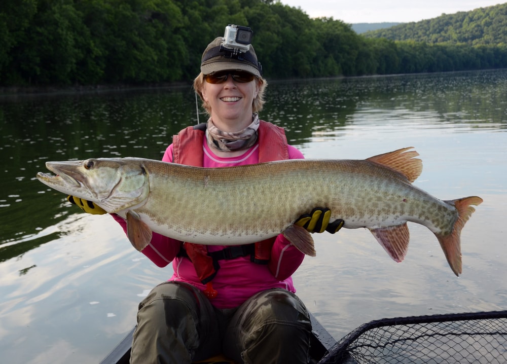 a woman holding a caught  large muskellunge or muskies 