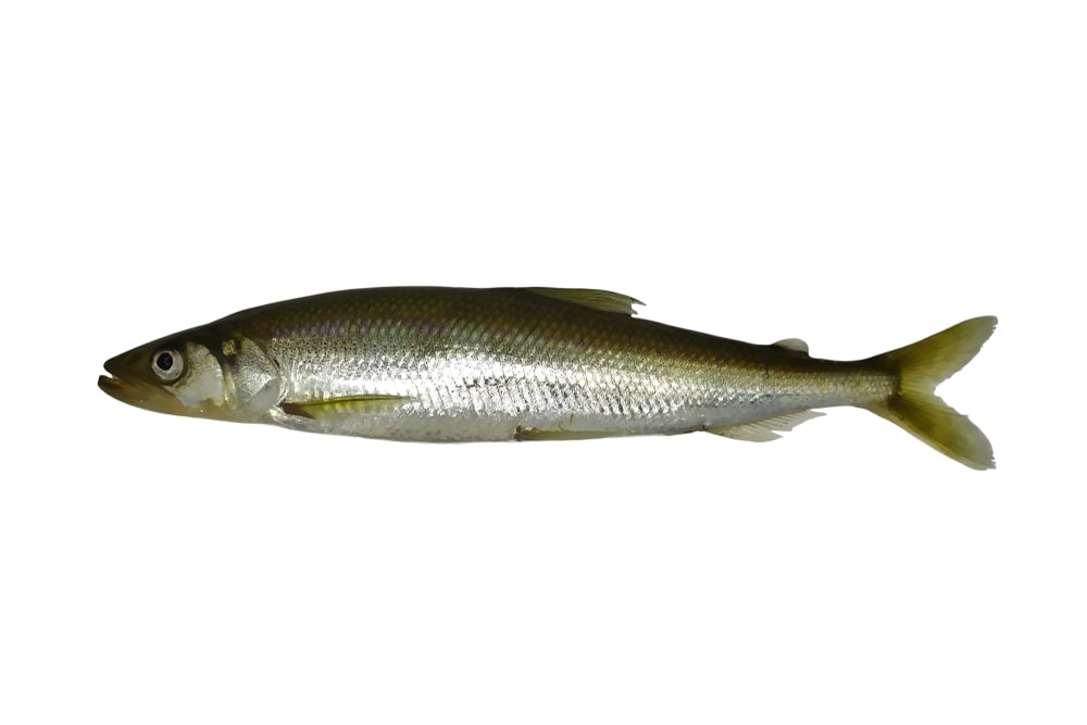 image of rainbow smelt, one of the fish in Lake Michigan, isolated on white background