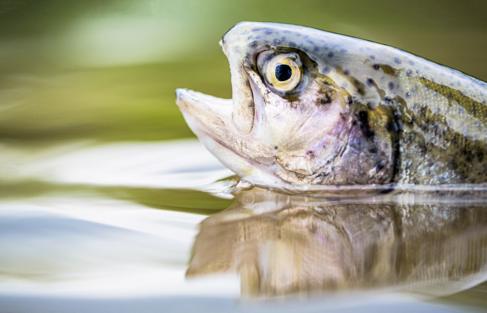 close up shot of a rainbow trout head popping out of water 