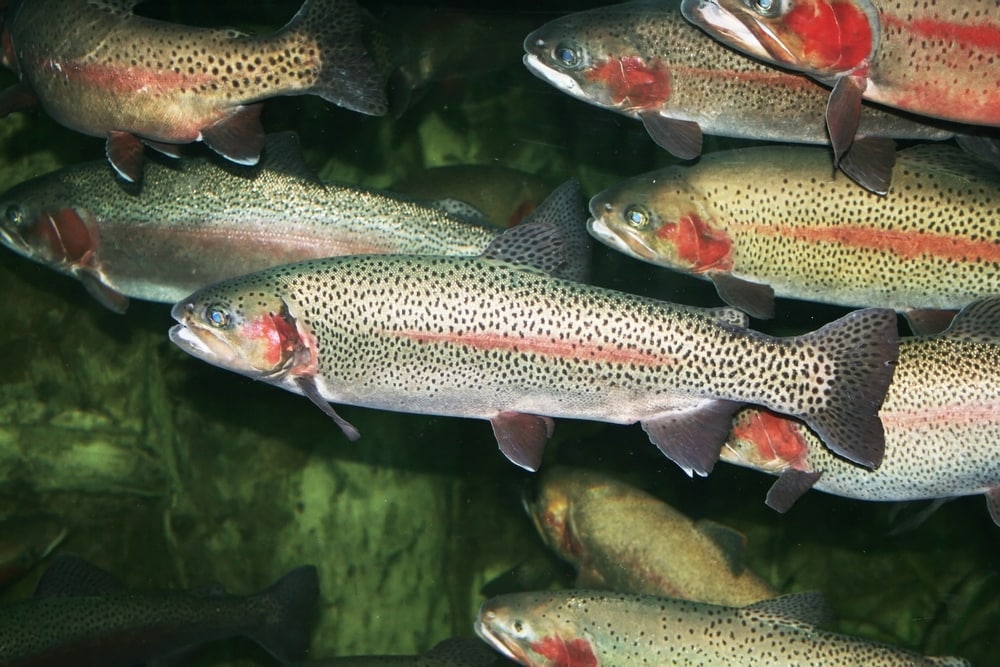 a group of rainbow trout swimming underwater