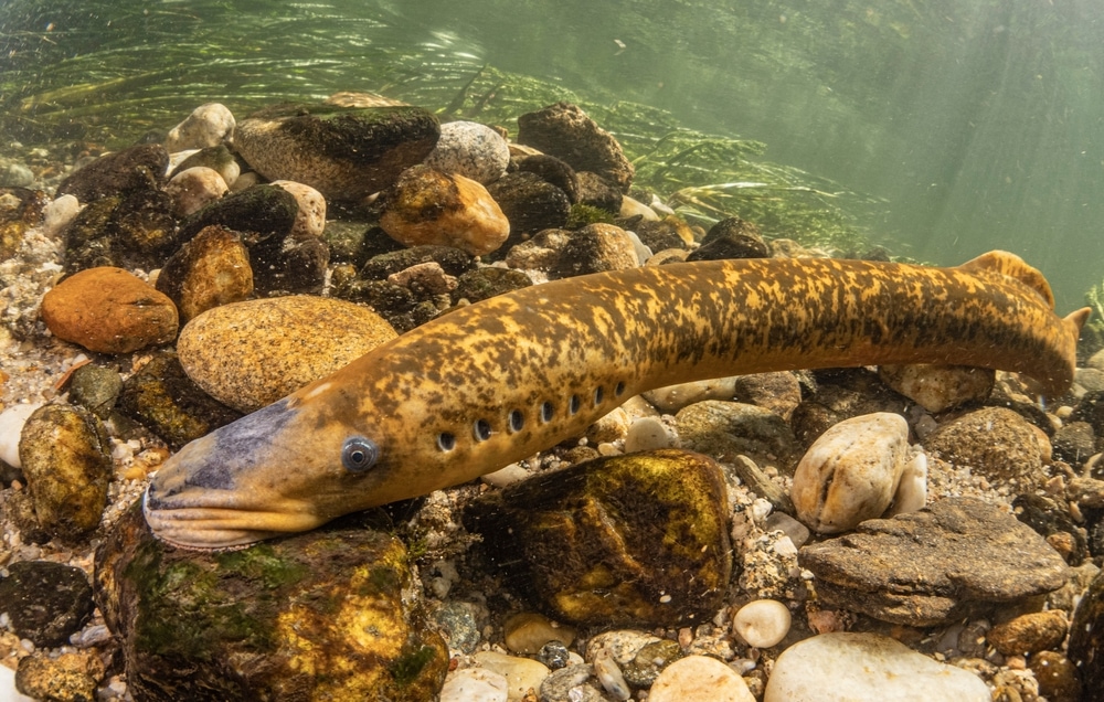 Sea lamprey making the nest in the river to lay eggs