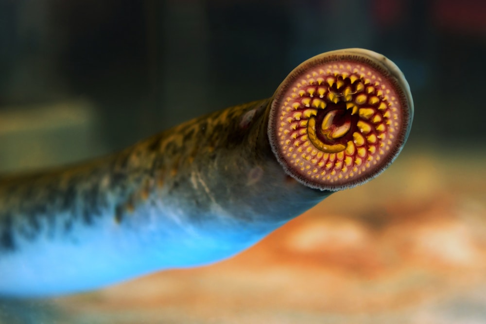 an invasive species in Lake Michigan, close up image of a sea lamprey showing its mouth