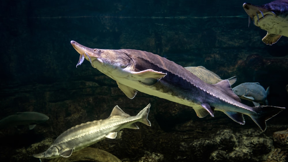 image of a sturgeon swimming in an aquarium