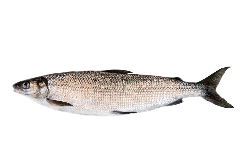 one of the fish in Lake Michigan, the whitefish isolated on a white backgorund