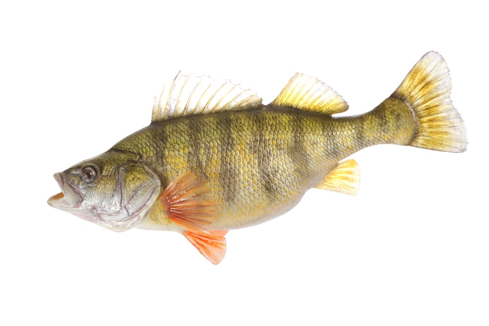image of a yellow perch, one of the most common fish in Lake Michigan, isolated on a white background