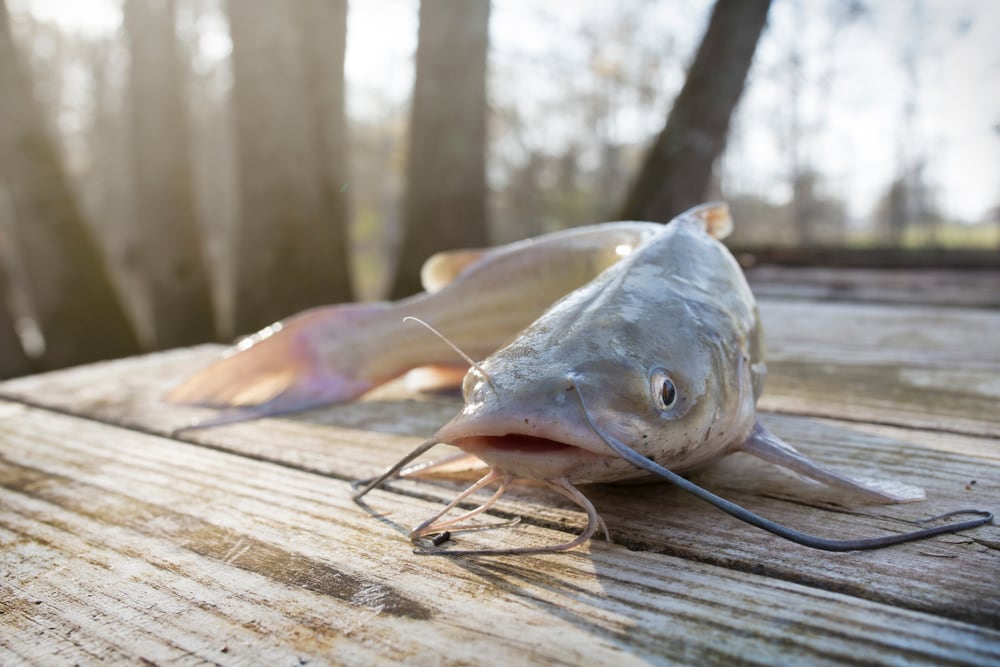 image of a caught blue channel catfish placed on a table