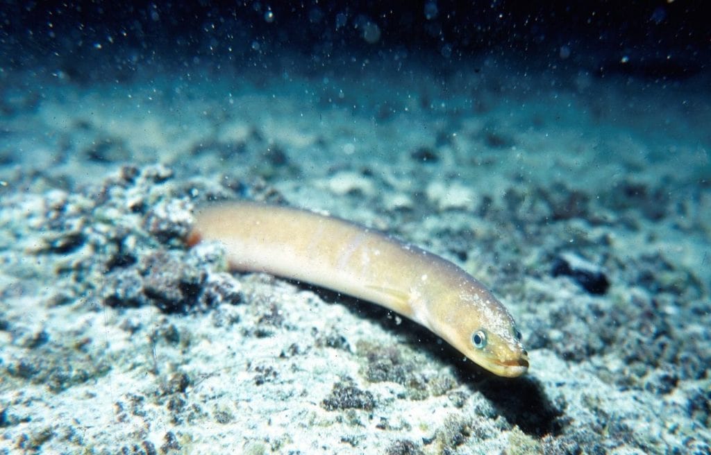 the American Eel is seen from an underwater Florida spring cave