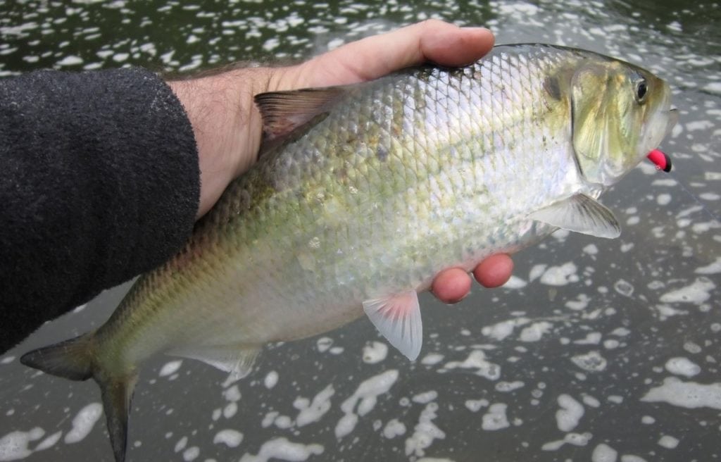 photo of an American Shad caught in Potomac River, Washington