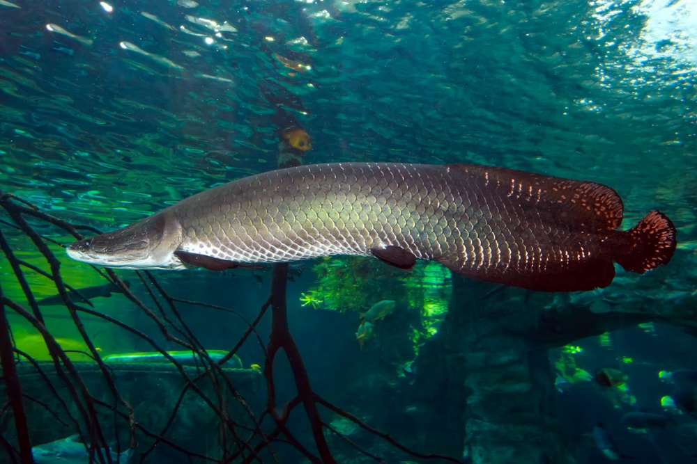 image of a large invasive Florida Freshwater fish, the arapaima swimming underwater