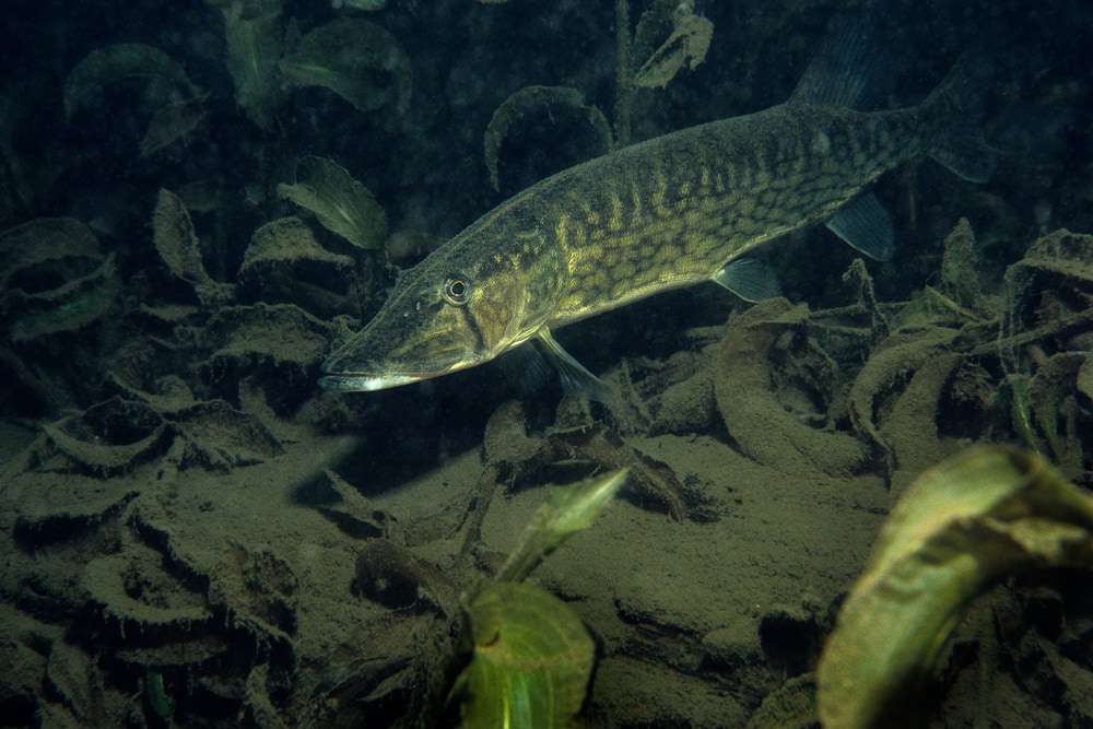 image of a chain pickerel swimming underwater