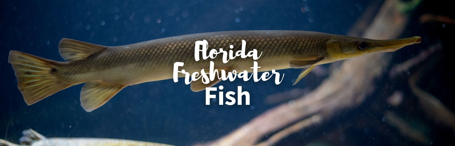 15 Florida Freshwater Fish: Photos and Facts