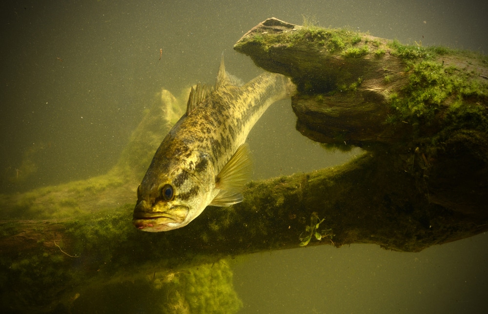 a largemouth bass in an underwater setting