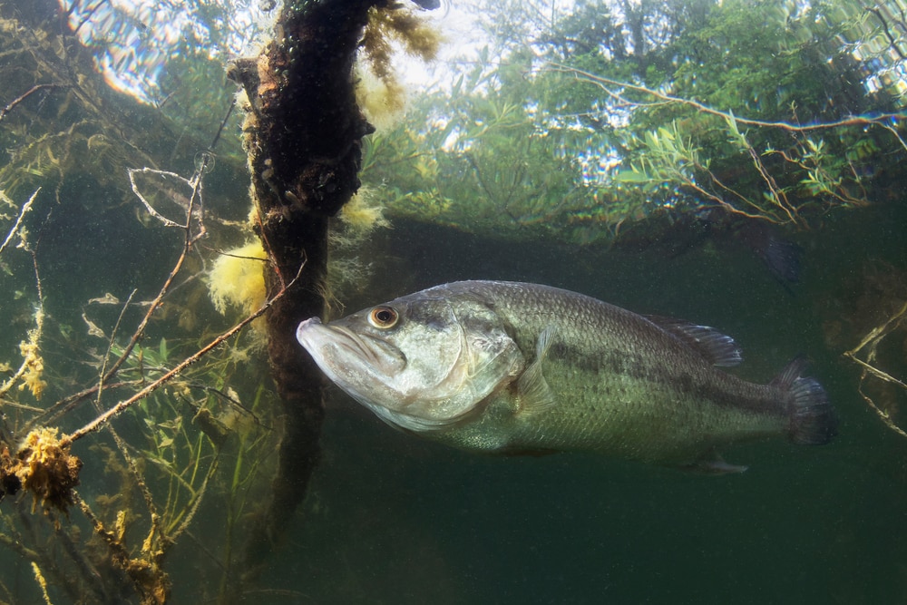 Underwater picture of a  Florida freshwater fish, largemouth bass (Micropterus salmoides) swimming in a  lake.