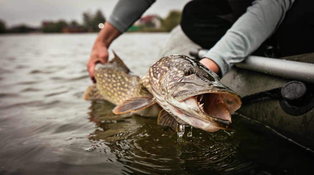 a caught pike to be released back ing the river