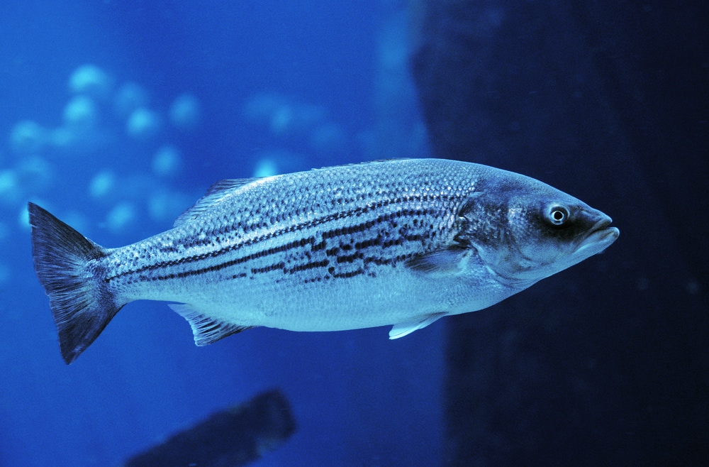 image of an adult striped bass in a fish tank setting