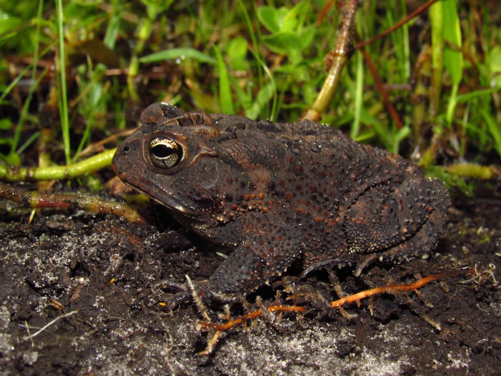 side view of a Southern Toad (Anaxyrus terrestris) sitting in sandy soil in Florida