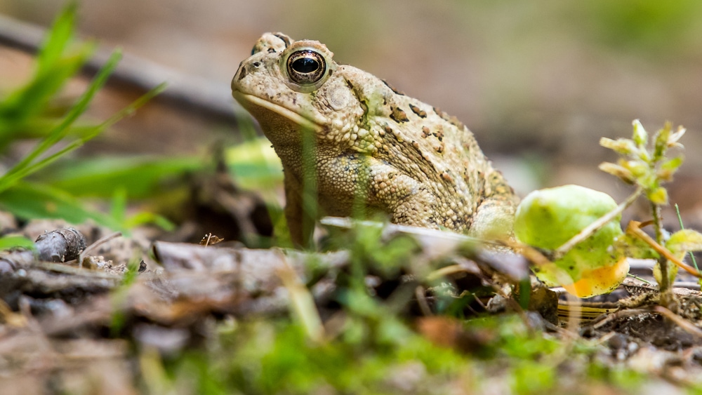 focused image of a  fowler's toad on the ground