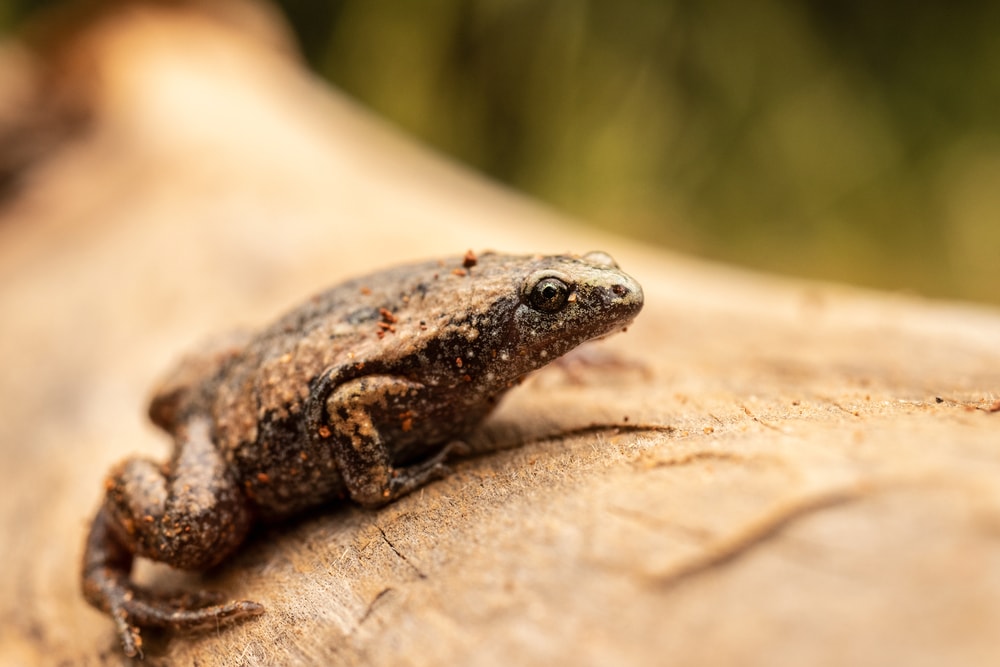 Narrow-mouthed Toad on Log  in a nature setting