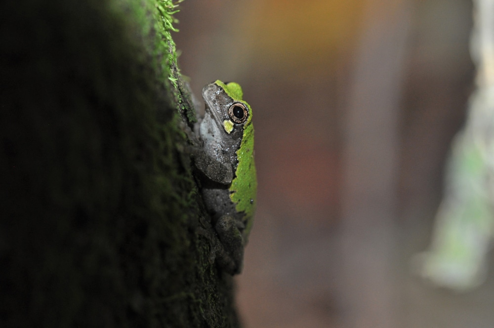 image of a bird-voiced tree frog up close on tree