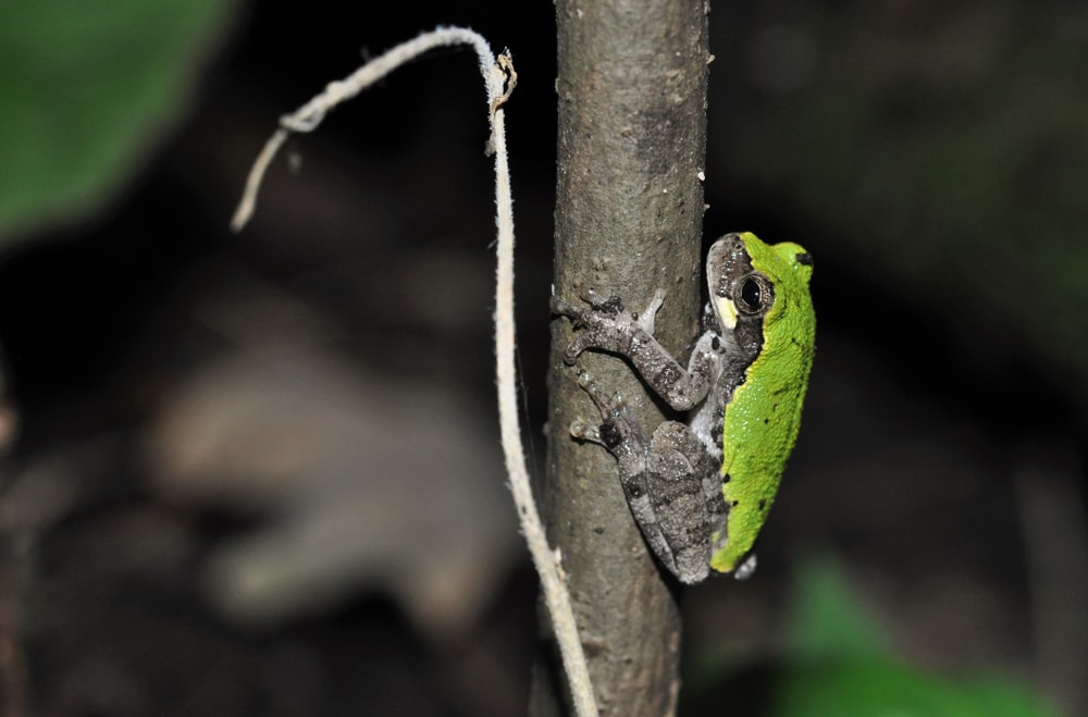 portrait of a bird-voiced treefrog on a branch