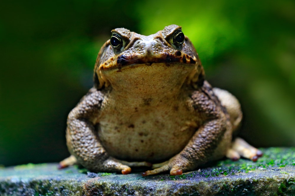 image of a cane toad, a large amphiphian standing on a mossy rock in the forest