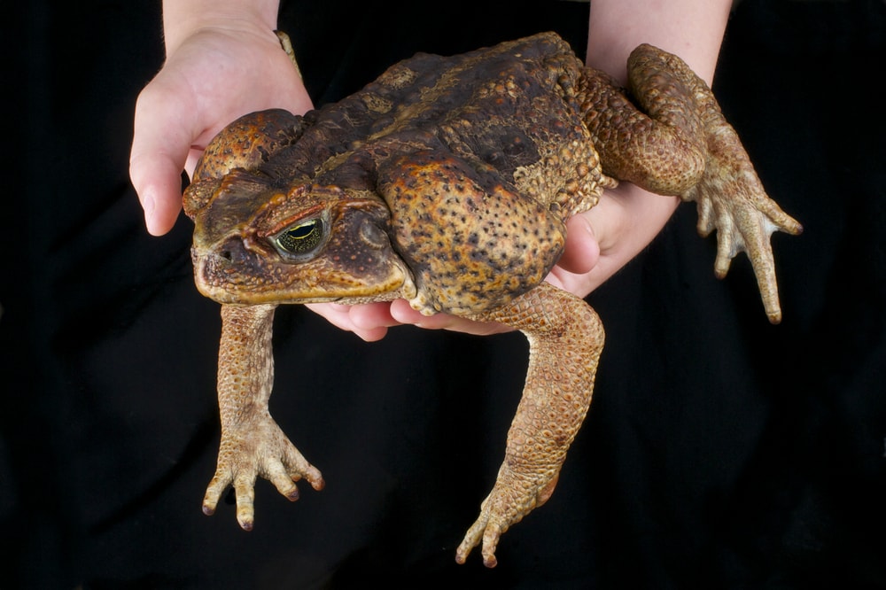 a cane toad, an invasive species of frogs in Florida, held in two hands isolated in a black background
