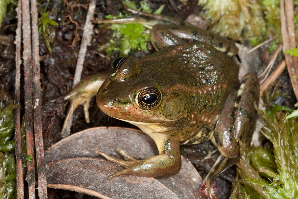 carpenter frog standing on wetlands