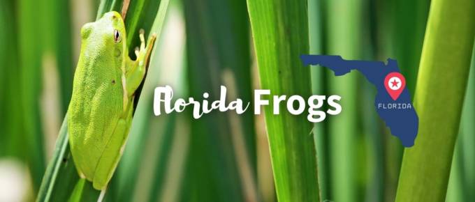 Florida frogs featured image