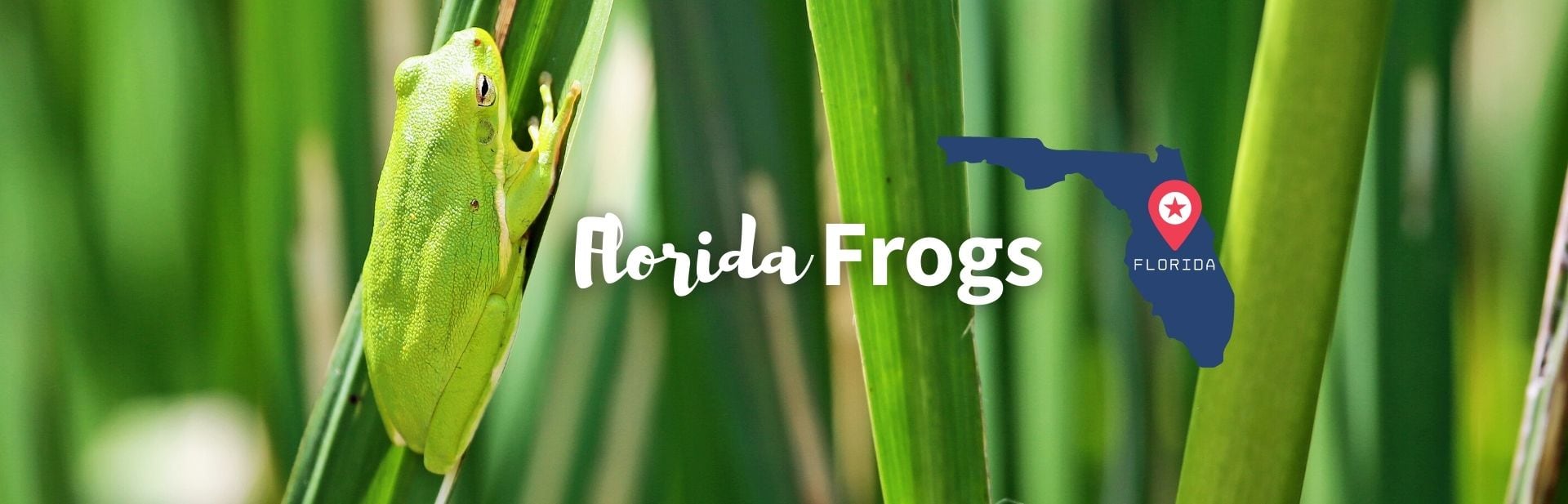 20 Amazing Florida Frogs and Toads: Pictures + Facts