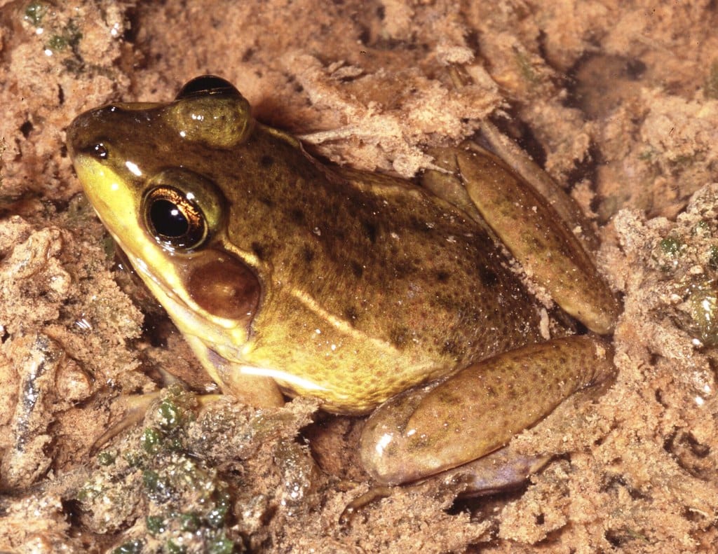 close up portrait of a Florida bog frog on a stone