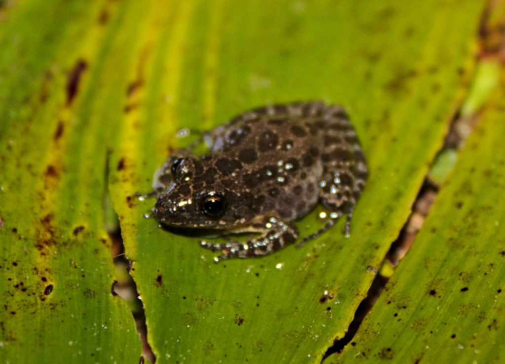 The Florida chorus frog on top of a leaf