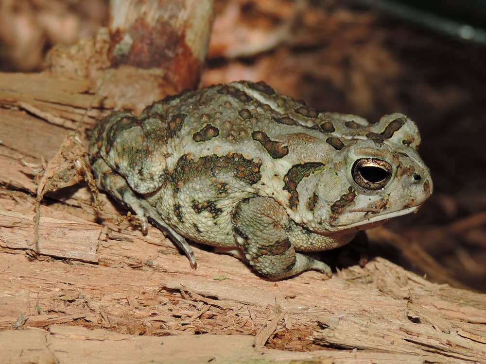 close up image of a Fowler's Toad on a log