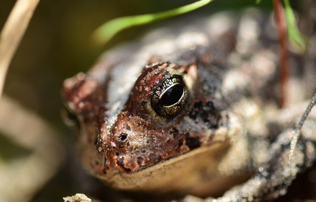 20 Amazing Florida Frogs and Toads Pictures + Facts