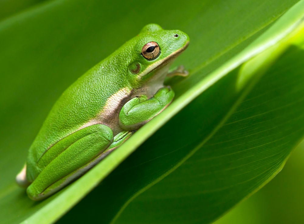American green tree Frog rests on a leaf in a garden.