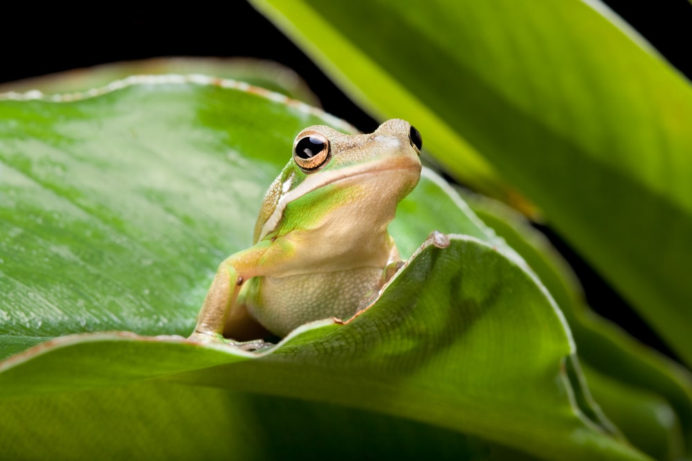 Green Tree Frog sitting on a plant leaf