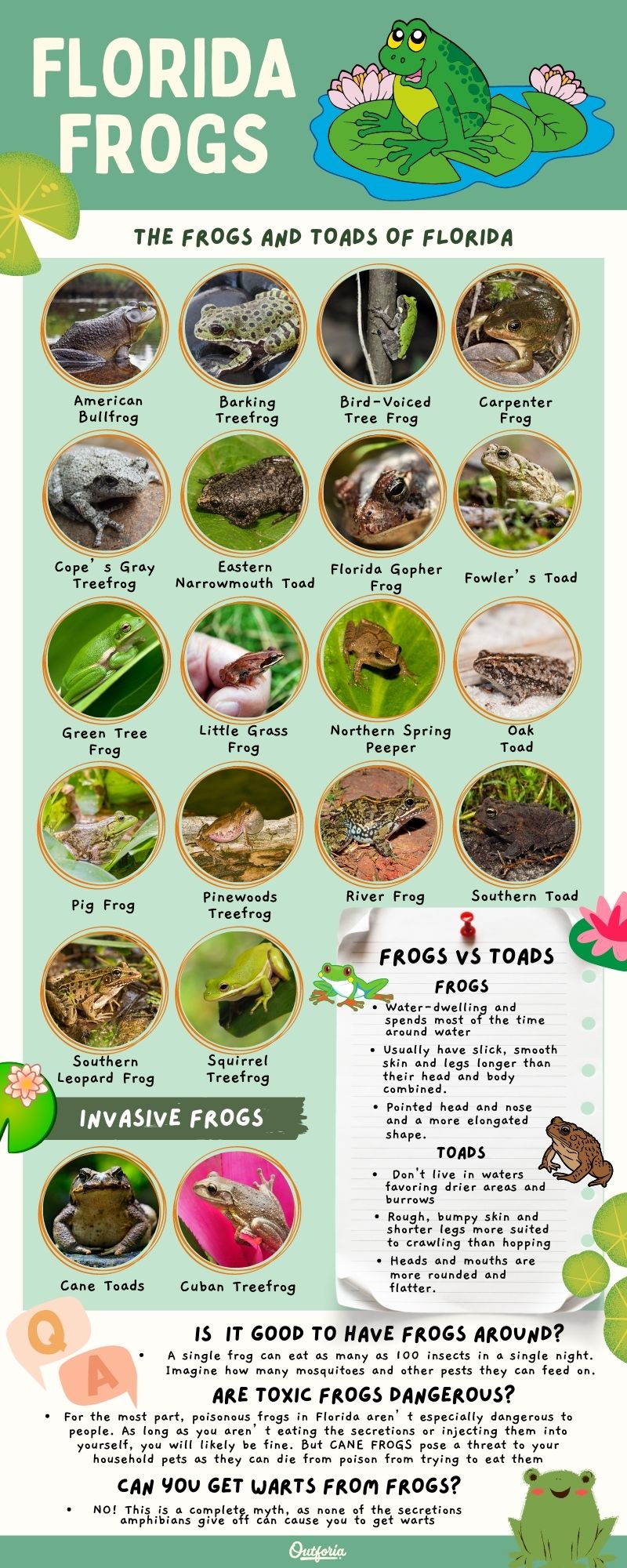 chart of Florida frogs with names, images, frog and toad facts, and FAQ