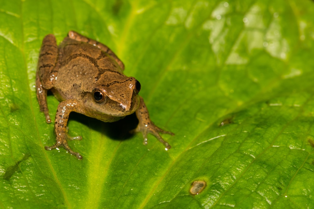 image of a northern spring peeper, one of the frogs in Florida standing on a leaf