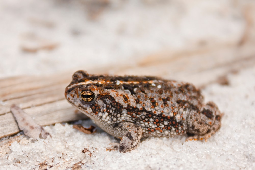 Oak Toad on white sand in the middle of a state park in Florida
