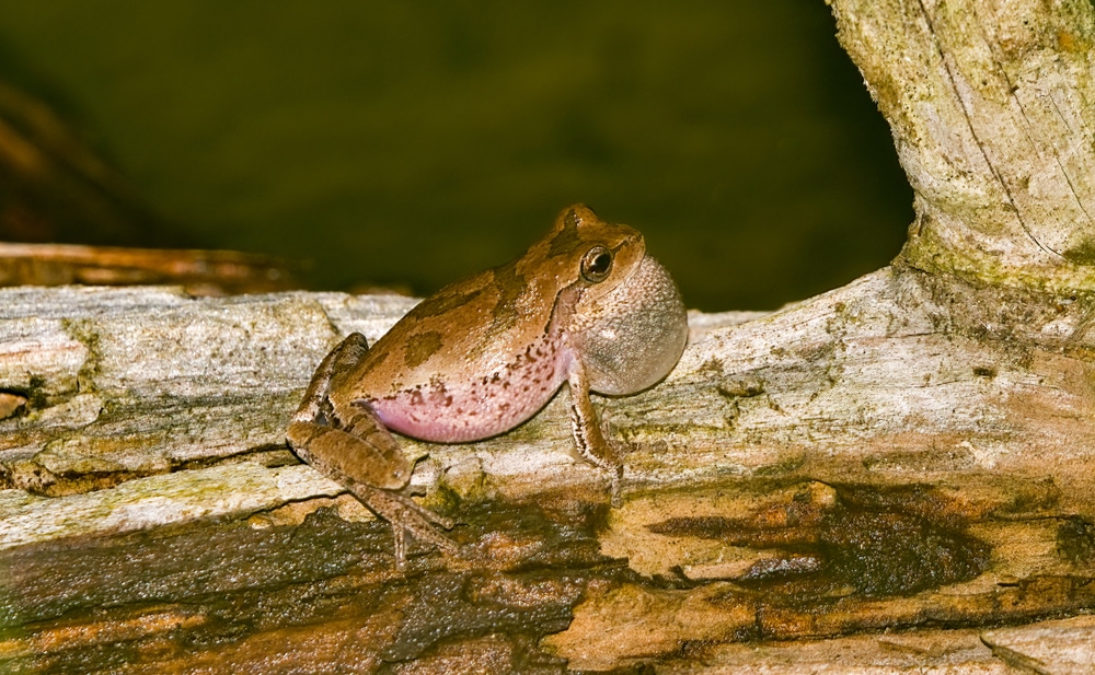 Male pinewoods tree frog calling from a log with vocal sac extended.
