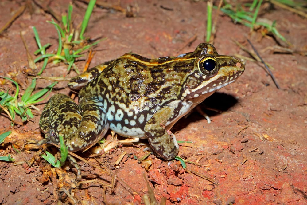 A Cape river frog (Amietia fuscigula) sitting in natural habitat in South Africa