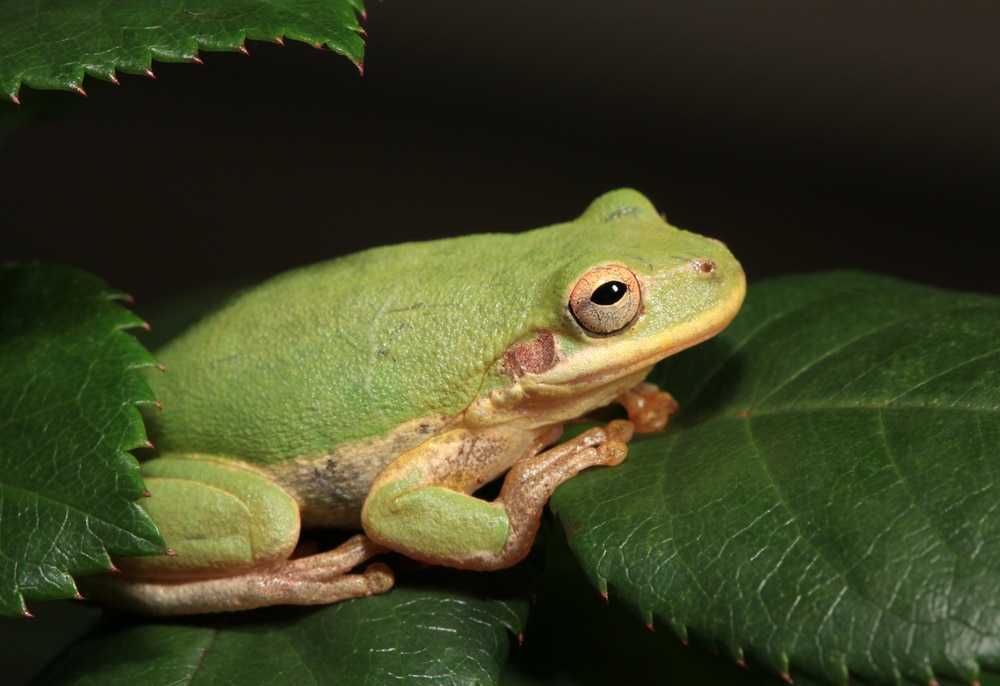 image of a squirrel treefrog resting on rose leaves isolated on a black background