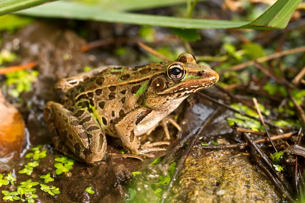 southern leopard frog on a wet ground