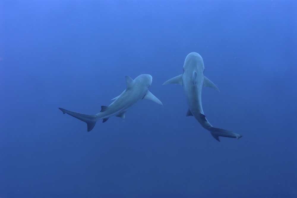 An image of two bull shark swimming underwater 