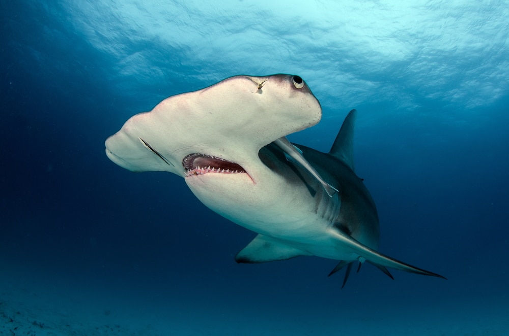 image of a great hammerhead shark swimming underwater 