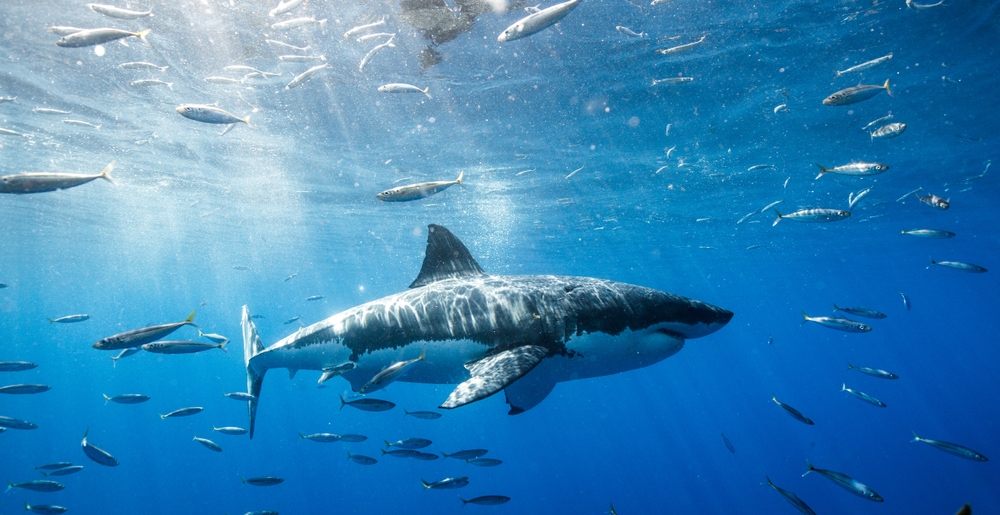 an example of an ovoviviparous shark, the great white shark swimming with other fishes