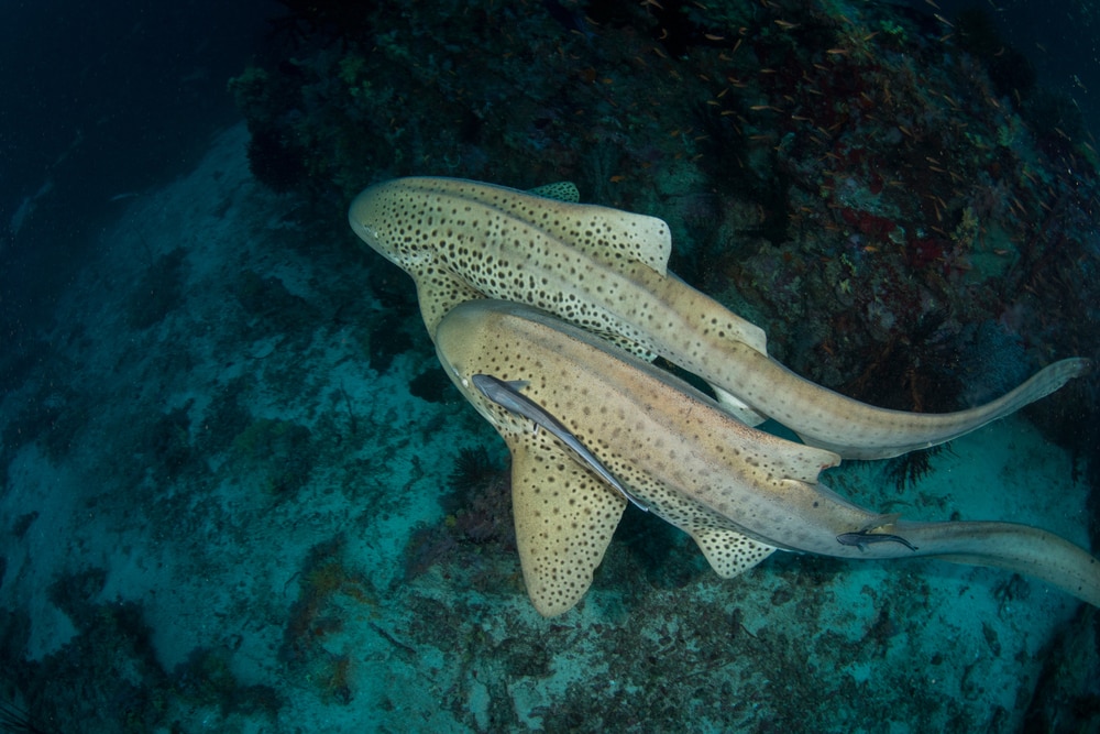 a pair of leopard shark engaging in mating habits showing how do sharks mate
